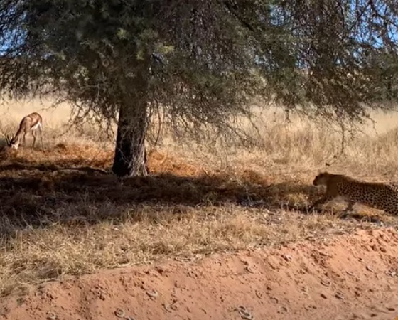 El leopardo se acercó sigilosamente procurando no ser detectado por el antílope.