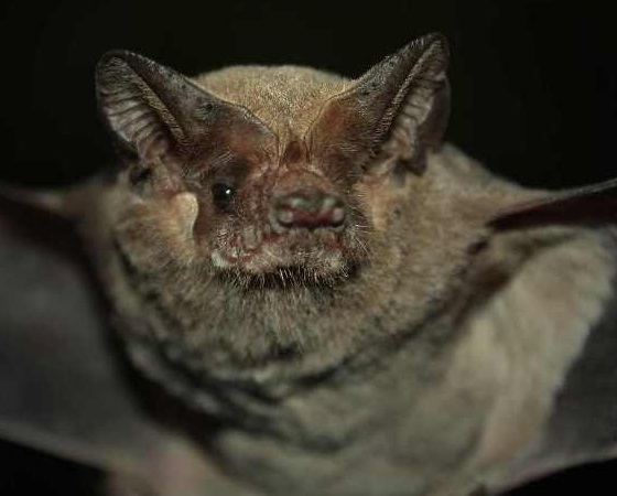 El murciélago de cola larga es una especie endémica de Nueva Zelanda.