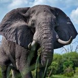 Elefante destroza vehículo y causa pánico en un safari: Turista grabó espeluznante video