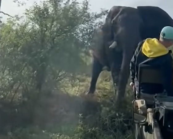 El elefante cargó violentamente contra los turistas.