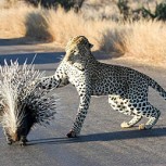 Leopardo vs puercoespín: Video muestra pelea con final inesperado