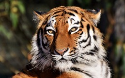 Tigres negros: Logran fotografiar rarísimo ejemplar del que hay menos de 10 en el mundo