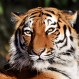 Tigres negros: Logran fotografiar rarísimo ejemplar del que hay menos de 10 en el mundo