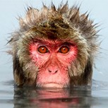 Ola de ataques de Macacos genera alarma en Japón