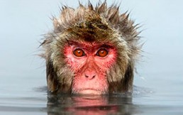 Ola de ataques de Macacos genera alarma en Japón