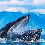 Dos mujeres viven aterradora experiencia al ser tragados por una gran ballena: Providencial salvada