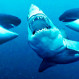 Brutal “batalla naval” entre un tiburón blanco y orcas: ¿Quién predominó?