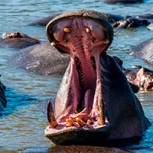 Increíble salvada: Niño de 2 años fue devorado por hipopótamo, que luego lo devolvió 