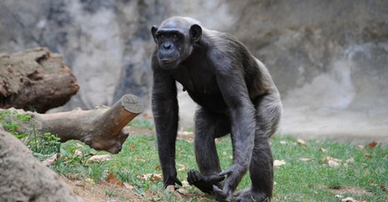 chimpance (2)