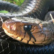 Serpiente hizo la peor elección: Intentó comerce un puerco espín