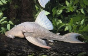 ¡Impresionante! Revisa los 5 animales más raros del mundo