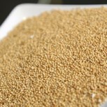 Amaranto, el grano sagrado que aporta más proteínas que la leche