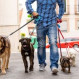 Felicidad mutua: Los beneficios de dar un paseo con tu mascota