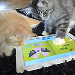 Gatos 2.0 se lucen con un iPad