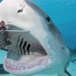 ¿Qué pasa cuando un tiburón se quiere comer tu pesca?