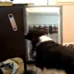 Un perro amigo que sabe traer la cerveza del refrigerador