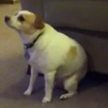 Perrito bailando como Eminem