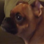 Perrito llora con la escena más triste del “rey León”
