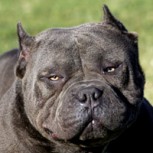 Pitbull en acción: Toda la fuerza de su poderosa mandíbula