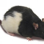 Video: El ratón que se cree perro