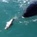 El susto más grande: Ballena asesina sorprende a dos hombres y les roba la pesca