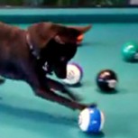 Un chihuahua que actúa como “campeón mundial” de pool