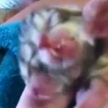 Video: Gatito con dos cabezas pide alimento