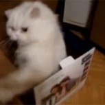 El ataque del “gato ninja”: El felino más rápido del mundo