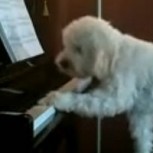 Un perro pianista y cantante sorprende al vecindario