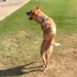 Perrita sin patas delanteras sorprende y logra caminar