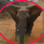 Video impactante de un elefante que ataca a turistas en un auto