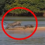 Impresionantes imágenes: Jaguar caza a un Cocodrilo