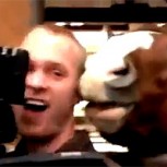 Cariñoso caballo le demostró todo su amor a un camarógrafo