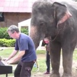 La mejor dupla musical: Un hombre y un elefante que toca el piano