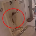 Perro queda colgado en un ascensor y enfrenta a la muerte