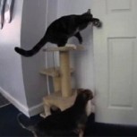 Plan de escape: La máxima complicidad posible entre un perro y un gato
