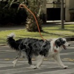 La más creativa campaña para adoptar a perros que buscan un hogar