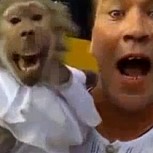 Mono “diabólico”: Vea las muecas de este increíble primate
