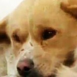 Perro emociona al no apartarse por horas de su mejor amigo muerto, pese a haber -13°C