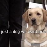 Una ingeniosa campaña para crear conciencia sobre los perros guías