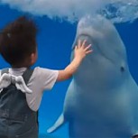 Tierna ballena sorprende a niño en acuario