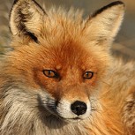 Tierno y simpático zorro es la nueva estrella de las redes sociales