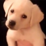 Cachorro se mueve al ritmo de la música: Divertido video