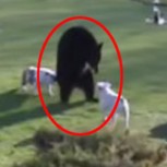 ¿Qué pasa cuando un oso salvaje irrumpe en un jardín y dos perros salen a enfrentarlo?