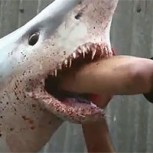 ¿Qué pasaría si te ataca un tiburón “vivo” en una pescadería?