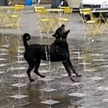 Perro jugando en fuente de agua es sensación de las redes sociales