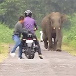 Elefante ataca a motociclista: Terror para intentar salvar con vida