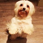 Tierno perrito llega a bailar de emoción al ver acercarse a su dueño
