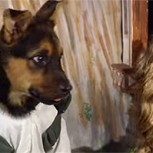 Cachorros disfrazados de personajes Disney son furor en la red