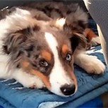 Frozen: Un perro es su fanático número uno